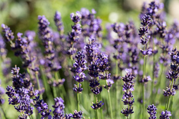 Obraz premium Garden with the flourishing lavender