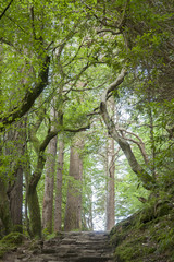 Kerry Way near Torc Waterfall