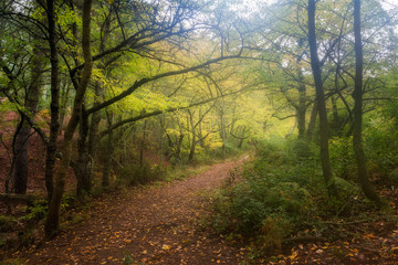 Obraz premium Bosque de Niebla