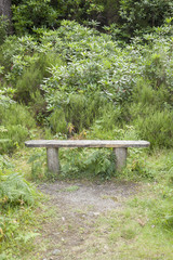 Bench in Killarney National Park