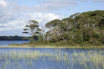 Lough Leane from Dinis Cottage Cafe Path, Killarney National Par