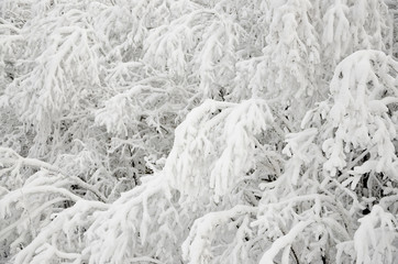 Snow Branches in the Winter