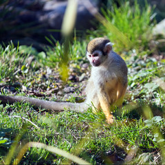 Common squirrel monkey