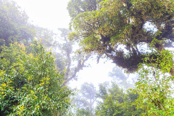 Tropical forest at Doi inthanon Chiangmai province,Thailand