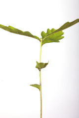 Fototapeta na wymiar The oak sprout in a flower pot