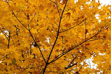 Bunte Blätter des Ahornbaumes im Herbst