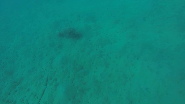 kugelfisch versteck bei seil mit korallen am grund
