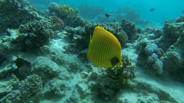 maskenfalterfisch schwimmt bei bunten riff
