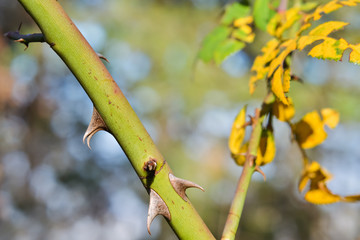 Twig with thorns
