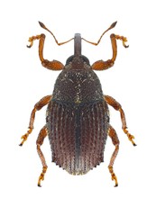 Beetle Trichosirocalus troglodytes