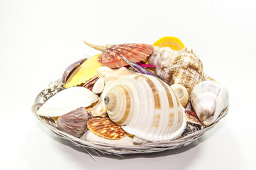 Isolated shells and starfish in basket