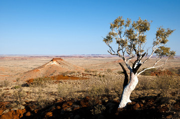 Eucalyptus Tree - Outback Australia