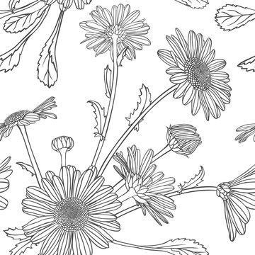 Linear seamless pattern - chamomile flowers