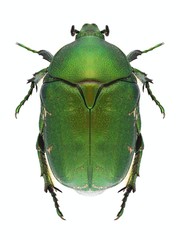 Beetle Protaetia ungarica