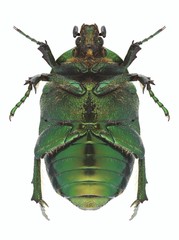 Beetle Protaetia ungarica (underside)