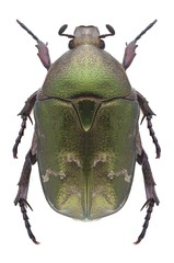 Beetle Protaetia metallica