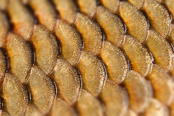 Photographed close-up of fish squama carp family. Tilt-Shift 