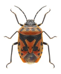 Bug Eurydema ornata