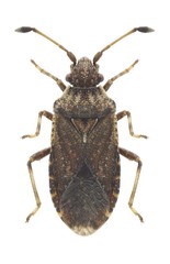 Bug Bathysolen nubilus