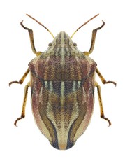 Odontotarsus purpureolineatus