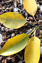 Obraz premium Autumn Leaves