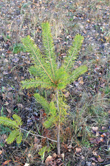 sprout pine