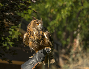 Eurasian Eagle Owl perched on the gloved hand of its handler stares intently to its left.
