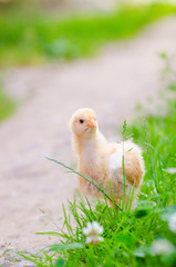 chickens on a grass