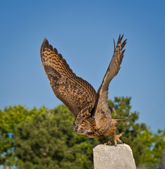 Eurasian Eagle Owl with wings stretched high into the air launches into flight from rock perch