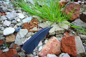 Bird feather on the ruins