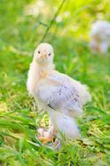chickens on a grass