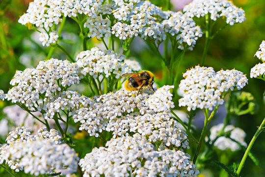 Шмель (Bombus) на цветке Тысячелистника (Achillea)