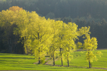 Frühling