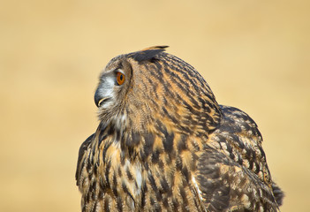 Eurasian Eagle Owl  upper body in profile.