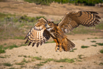 Eurasian Eagle Owl sets its wings wide as it approaches a landing