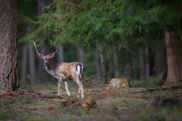 fallow-deer/deer/Czech Republic