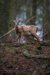 Moufflon/moufflon/Czech Republic