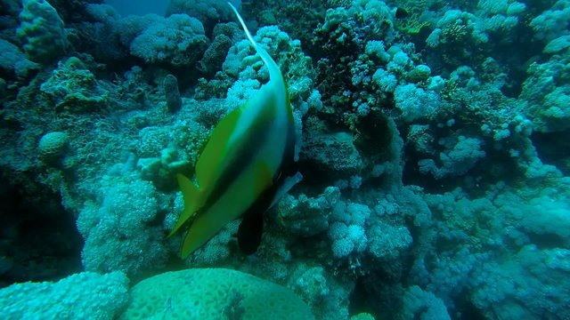 maskenwimpelfisch nah bei bunten korallen im meer
