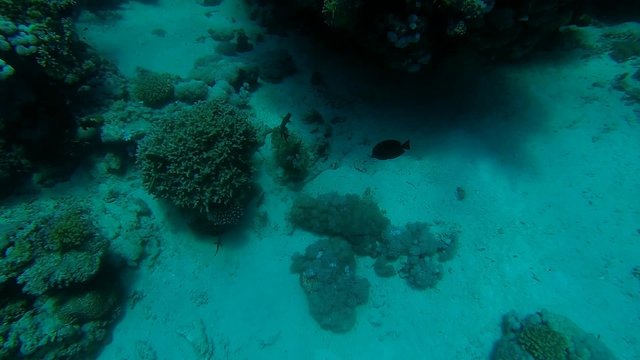 krokodilfisch fluechtet am meeresgrund
