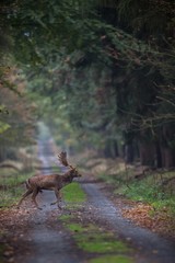 fallow-deer/deer/Czech Republic