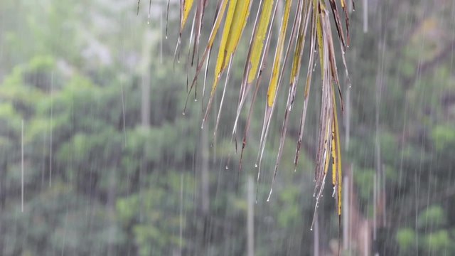 raindrop on coconut leaves