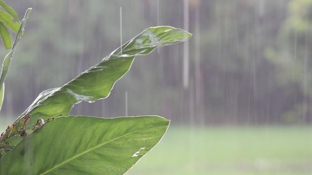 raindrop on green plant