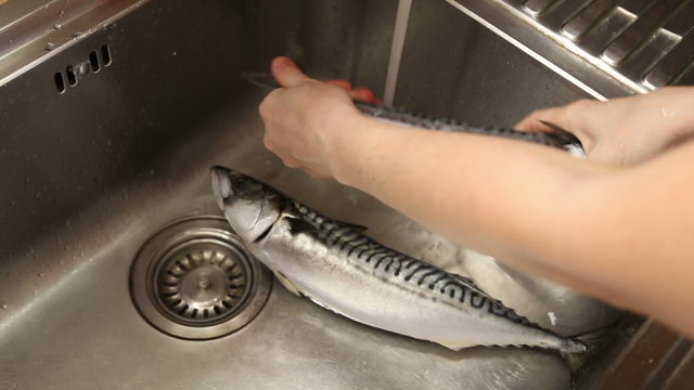 A woman washes mackerel in the sink under running water, two fish
