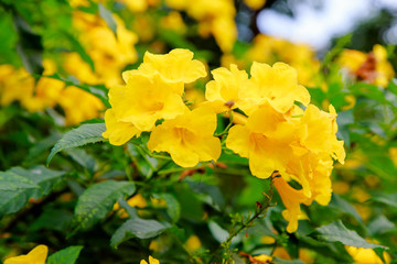 Green shrub with yellow flowers