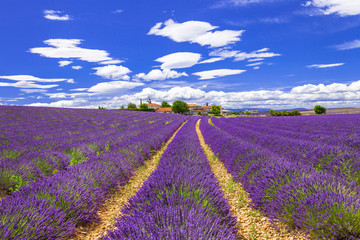 Plakat violet feelds of blooming lavander in Provance, France