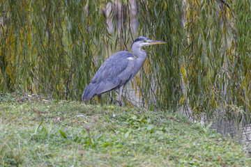 heron in autumn