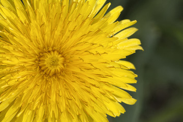 Dandelion flower, close-up