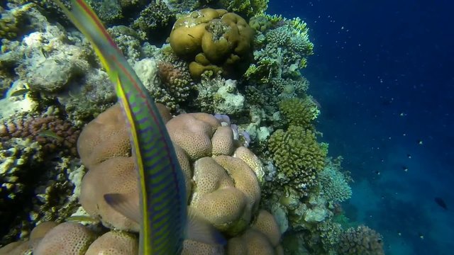 neugieriger rotmeer junker am bunten riff
