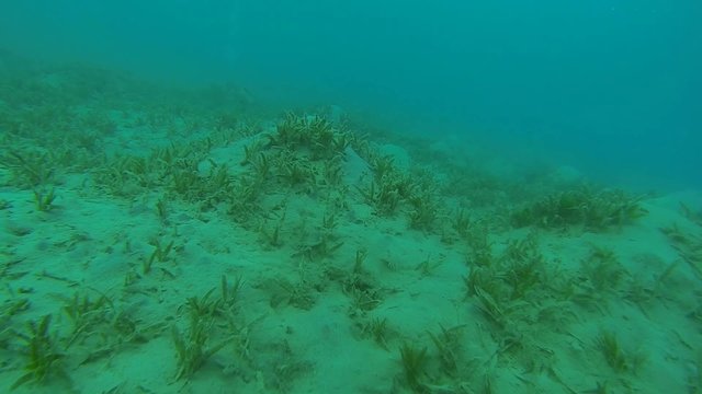 pantherbutt flunder am sandigen meeresgrund

