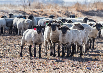 Sheep in a Pasture Eating Onions